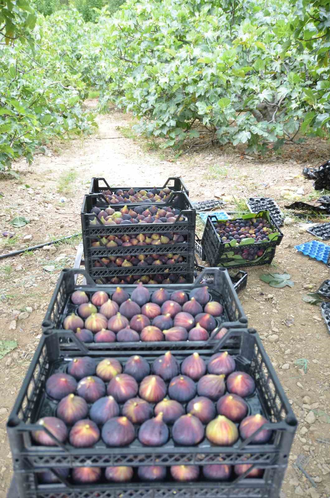 Antalya’da 800 rakımlı köyde incir hasadı başladı