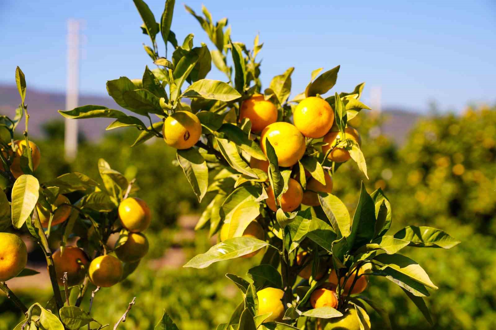 Satsuma mandalinasında hasat dönemi başladı