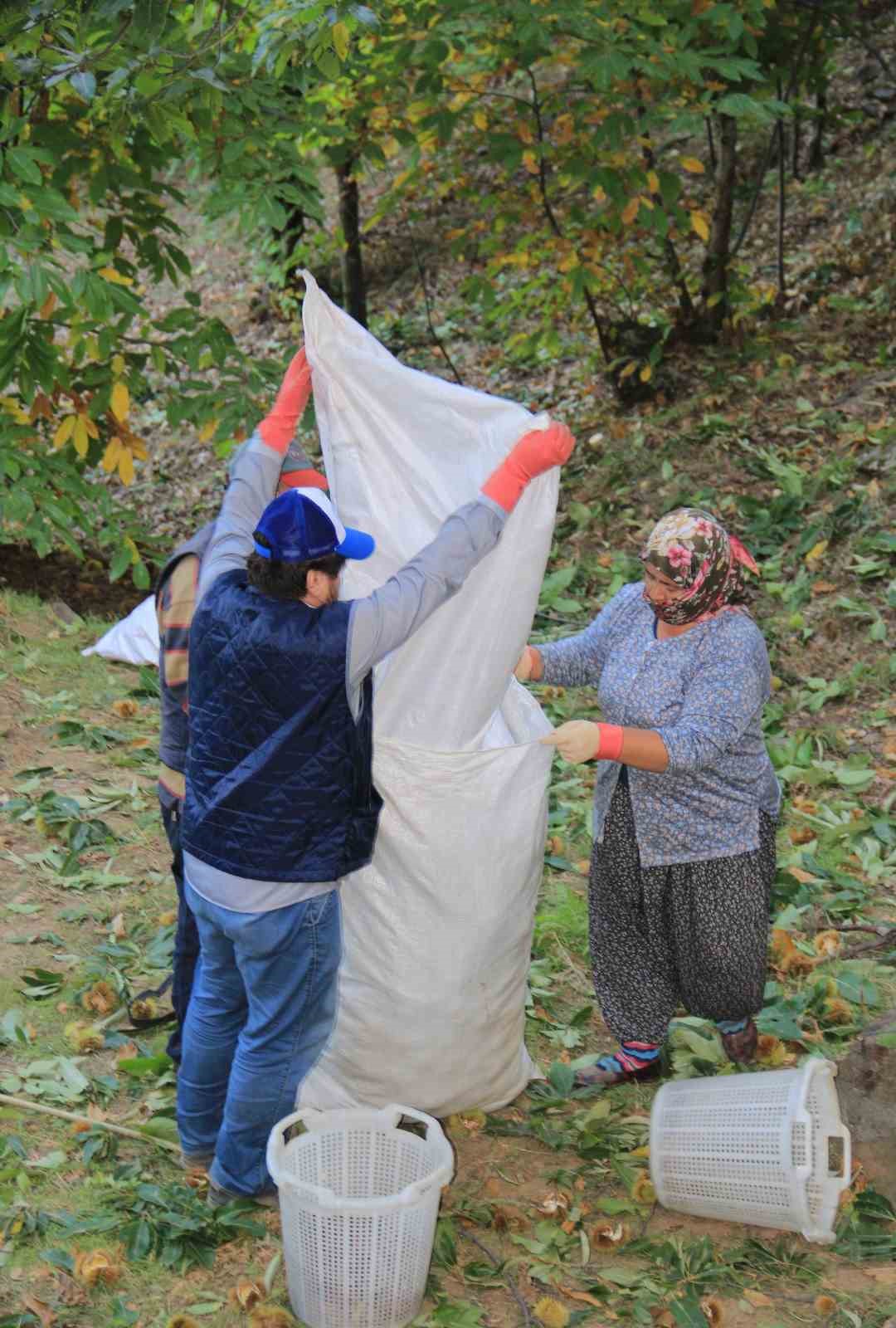 Aydın ve İzmir’de kestane telaşı başladı