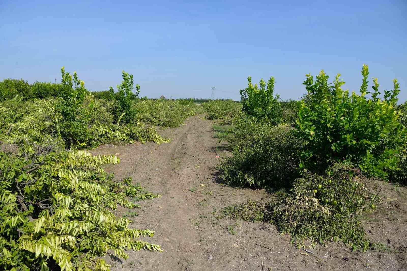 Adana’da kilosu 50 kuruşa düşen limon ağaçları sökülüyor