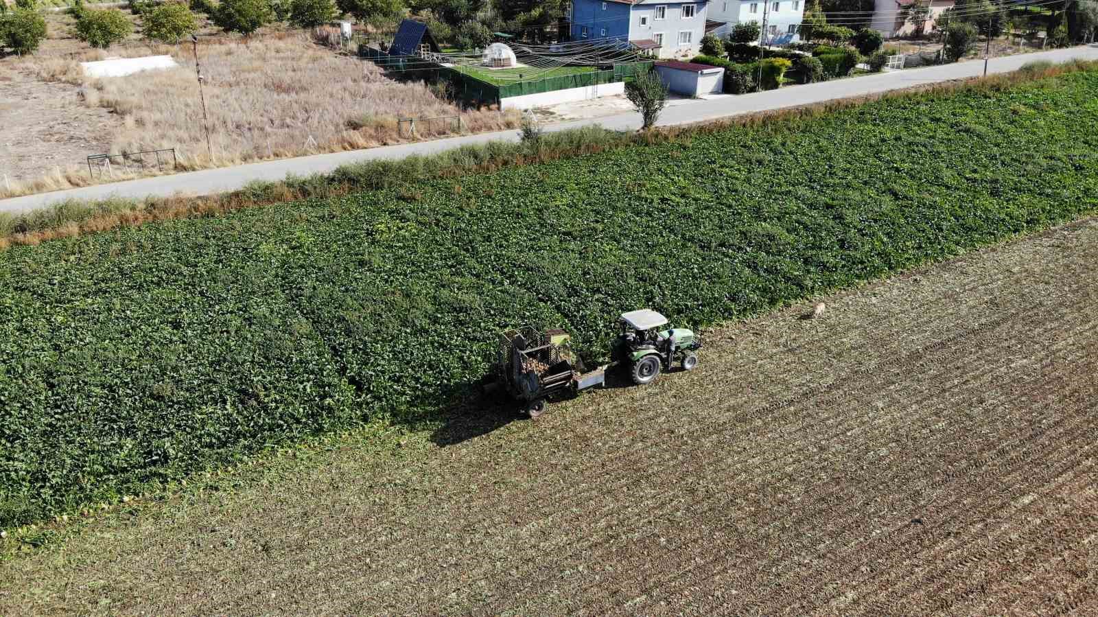 Pancar dönümde 9 tona kadar verim verdi