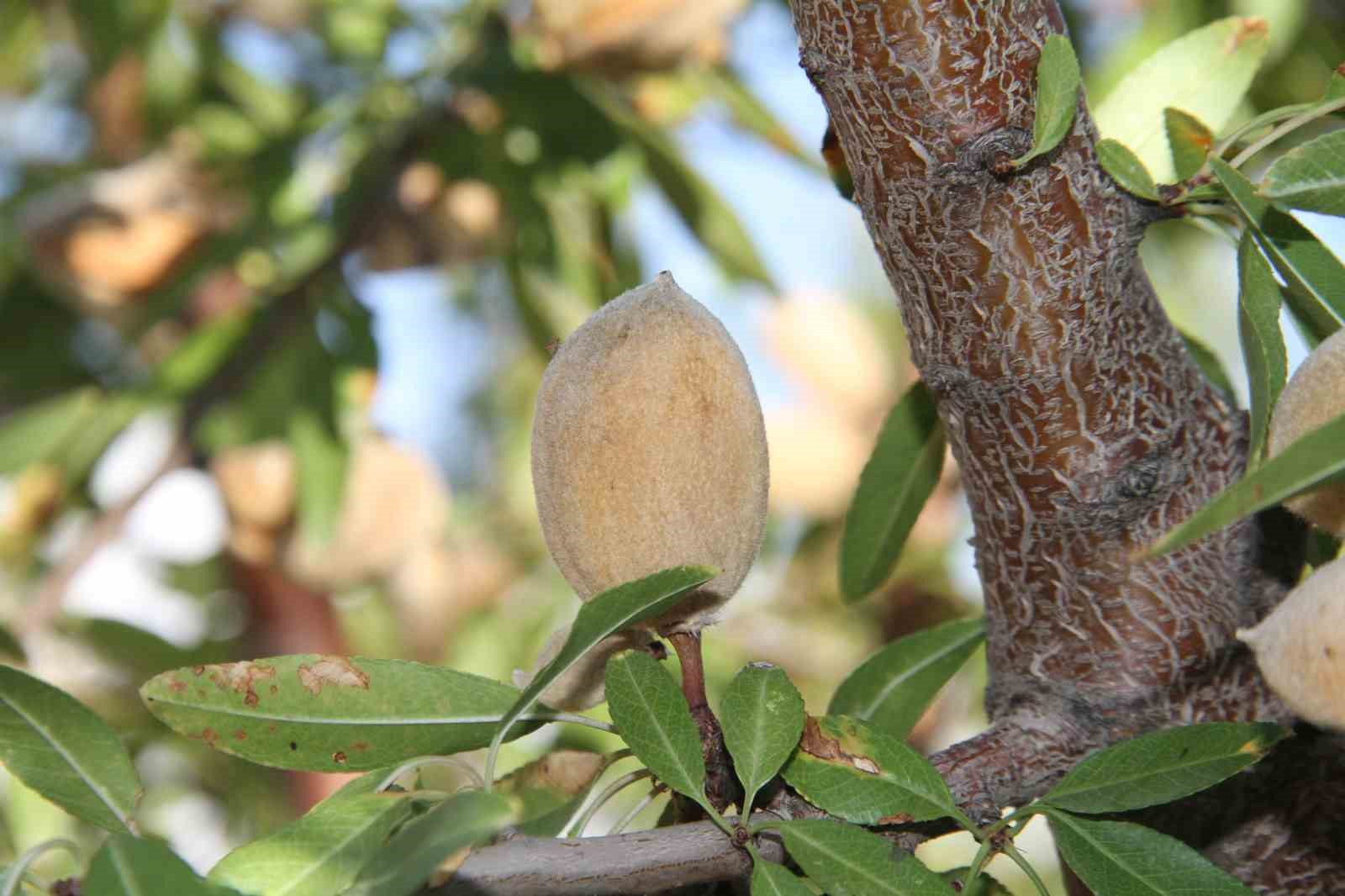 Elazığ’da badem hasadı sürüyor