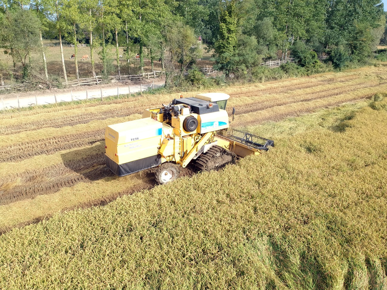 Sinop’ta çeltik hasadı başladı