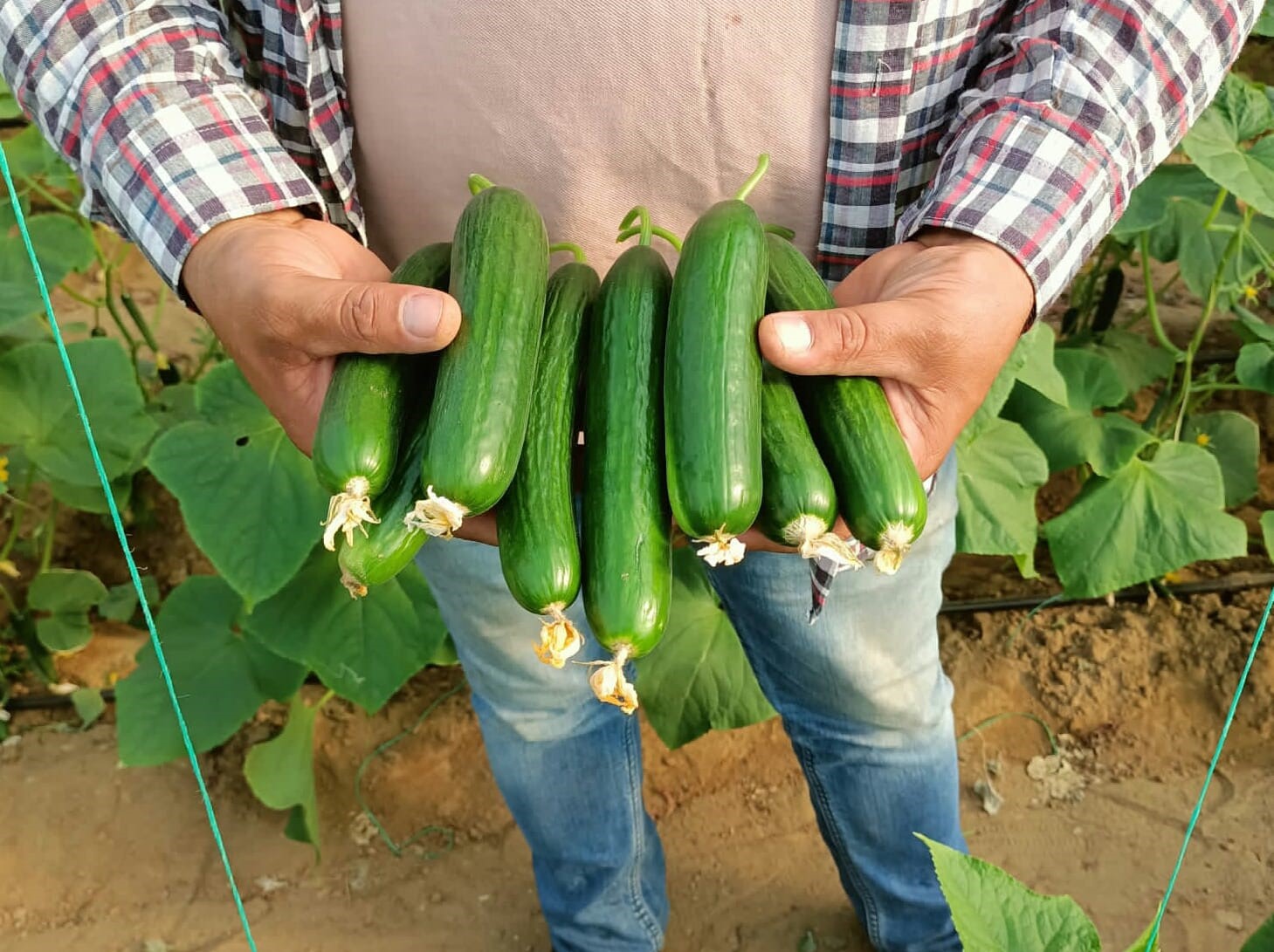 Sarıgöllü girişimci serada yılda iki ürün alıyor