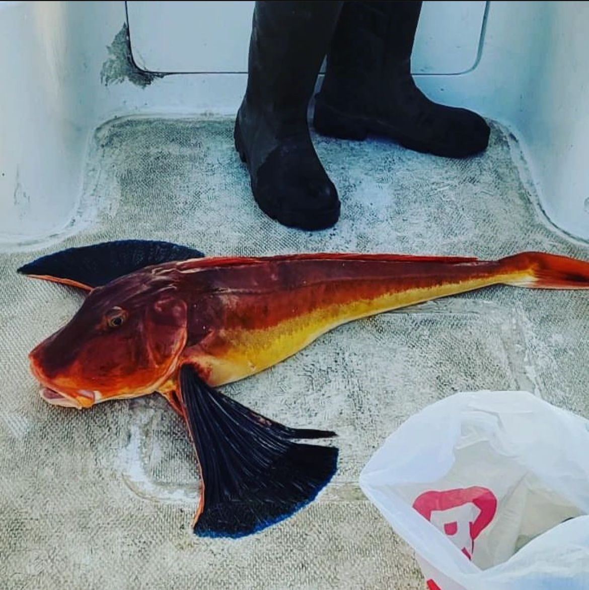Olta ile 5 kiloluk kırlangıç balığı yakaladı