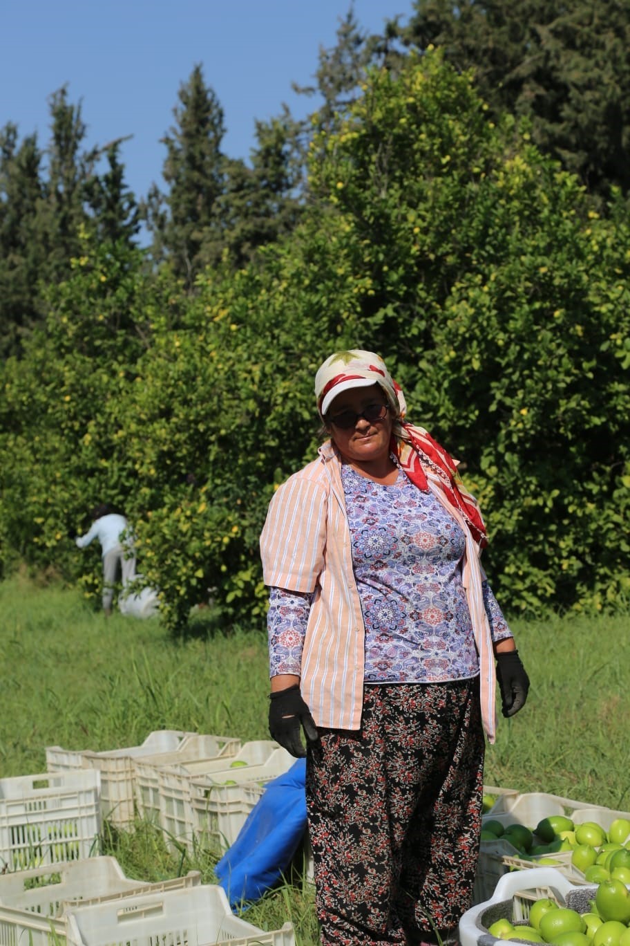 Muğla’da narenciye bahçelerinde hasat dönemi başladı