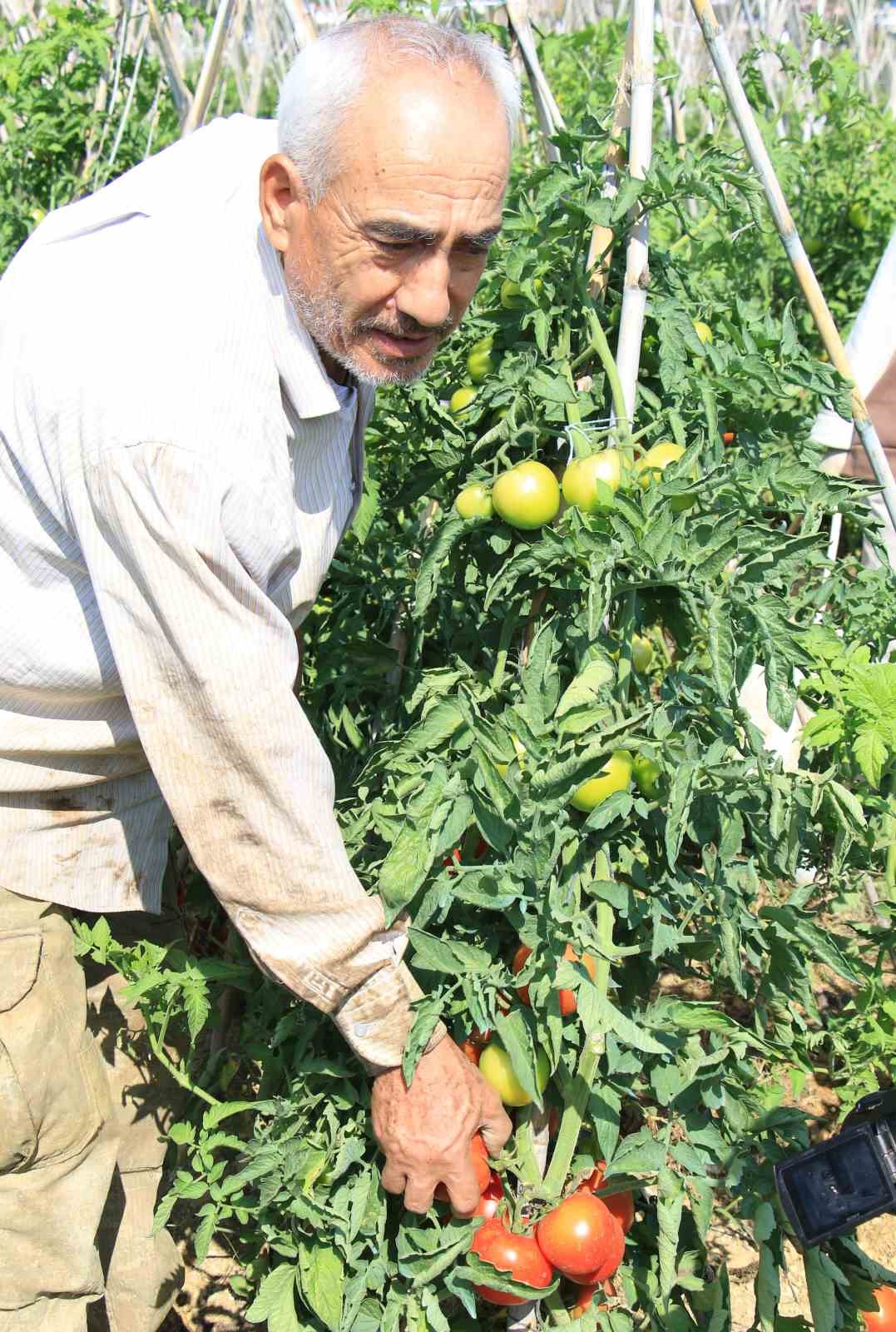 Domateste güz hasadı başladı