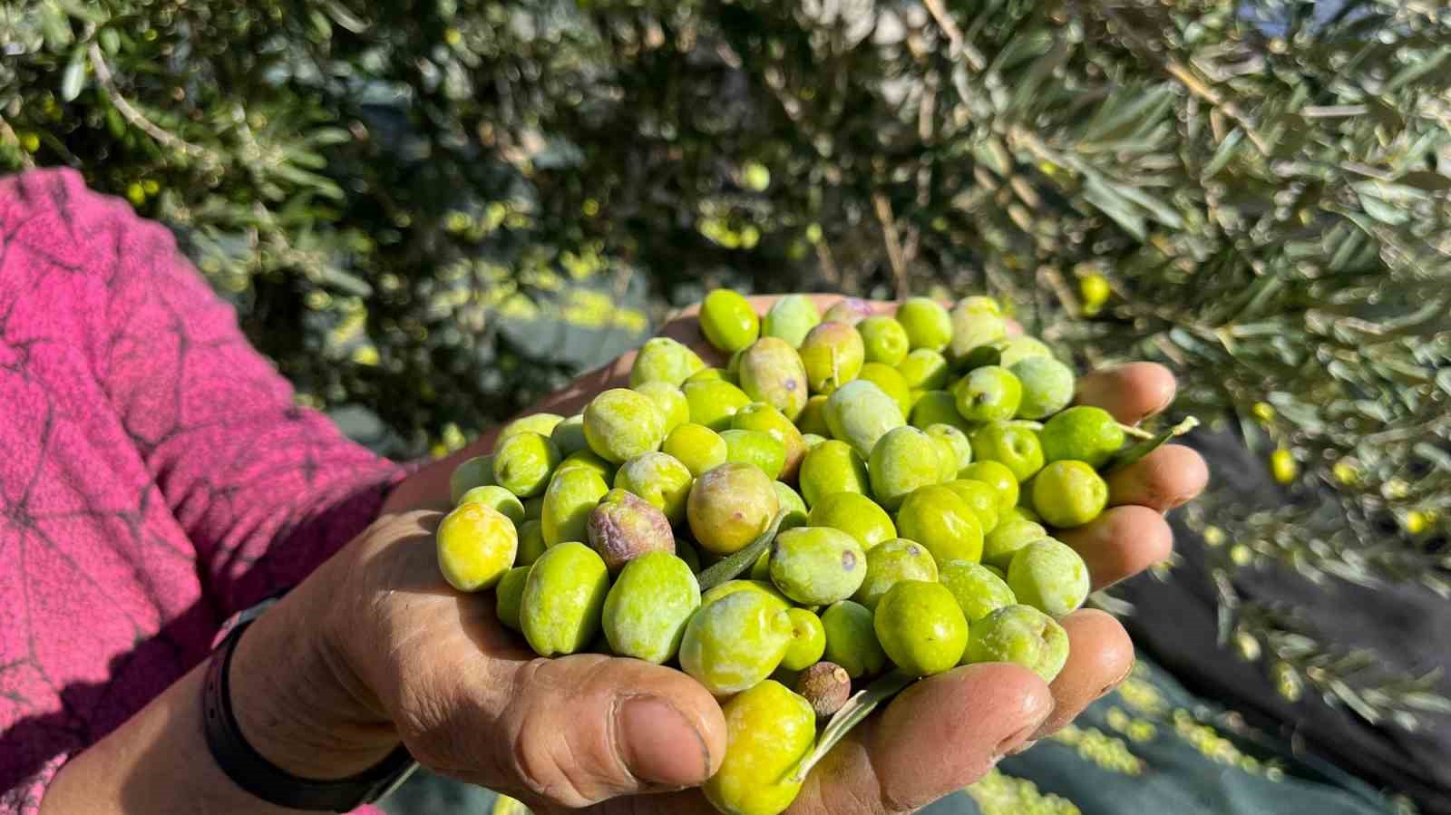 Aliağa, zeytin hasat şenliğinde buluşuyor