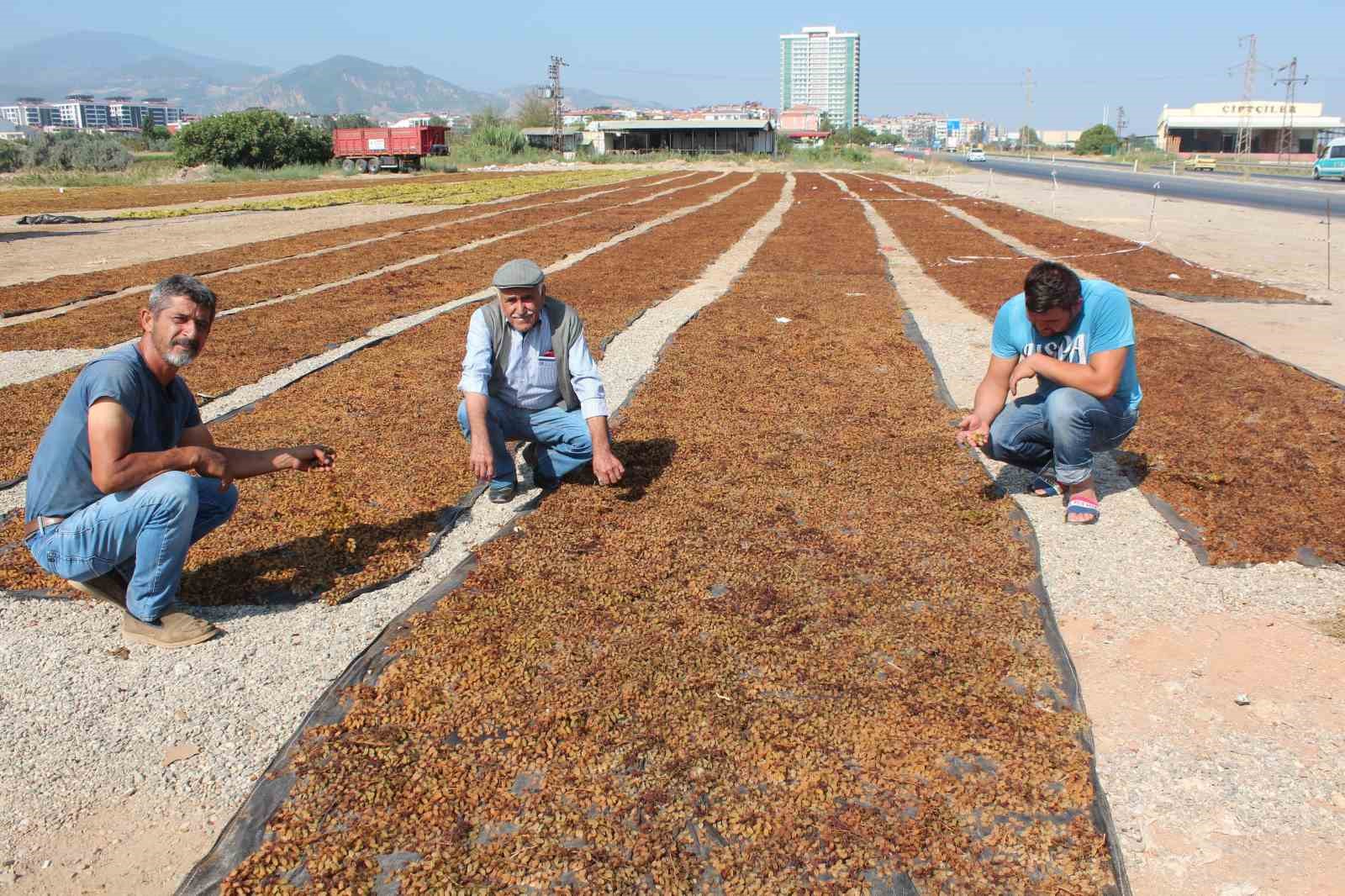 TARİŞ Üzüm Birliği kuru üzüm alım fiyatlarını artırdı