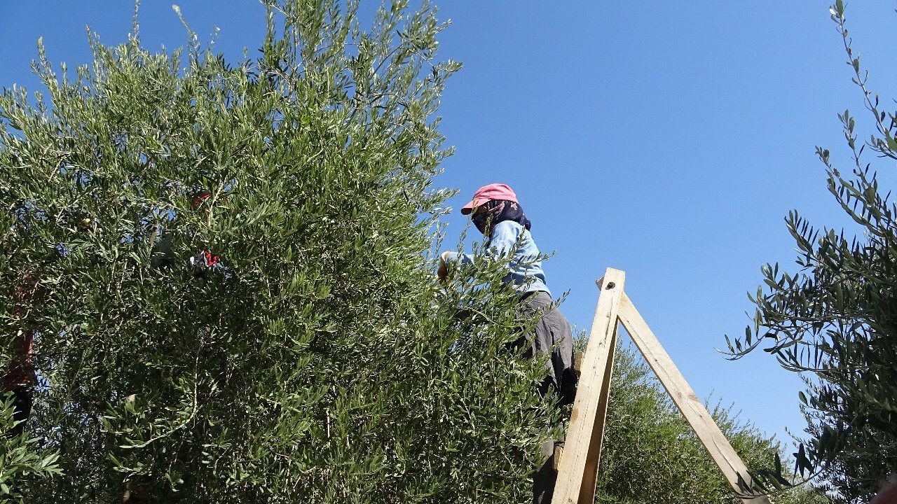 Mardin’de devam eden zeytin hasadında yüksek rekolte bekleniyor