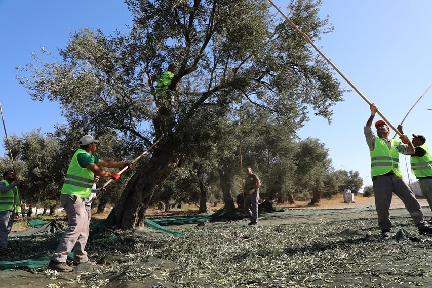 Kazdağları eteklerinde zeytin hasadı başladı