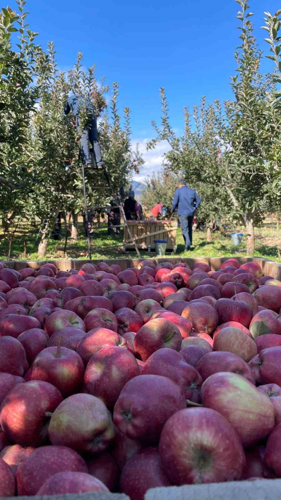 Beyşehir’de elma hasadı sürüyor
