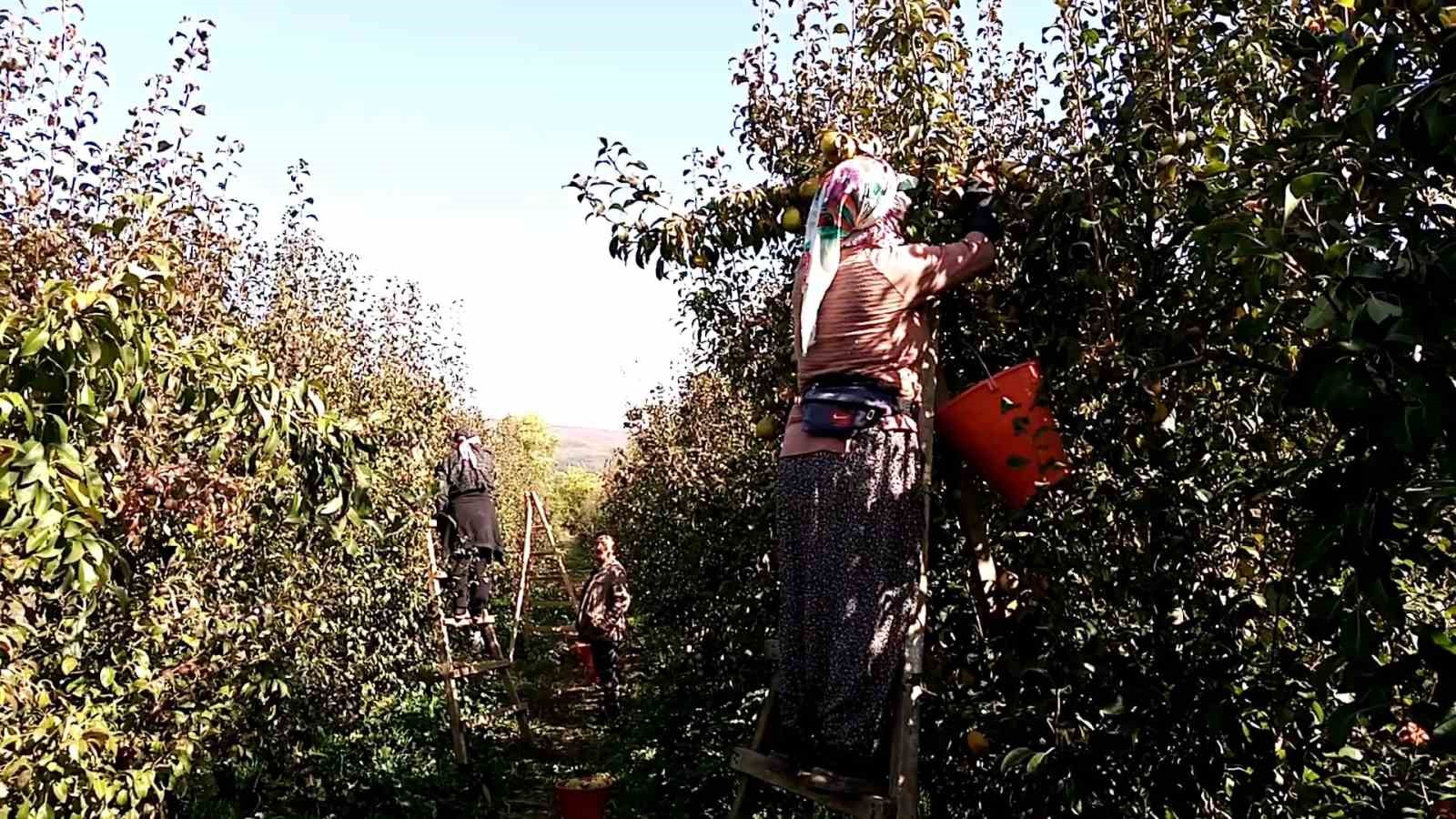 Deveci armudu yüzleri güldürdü