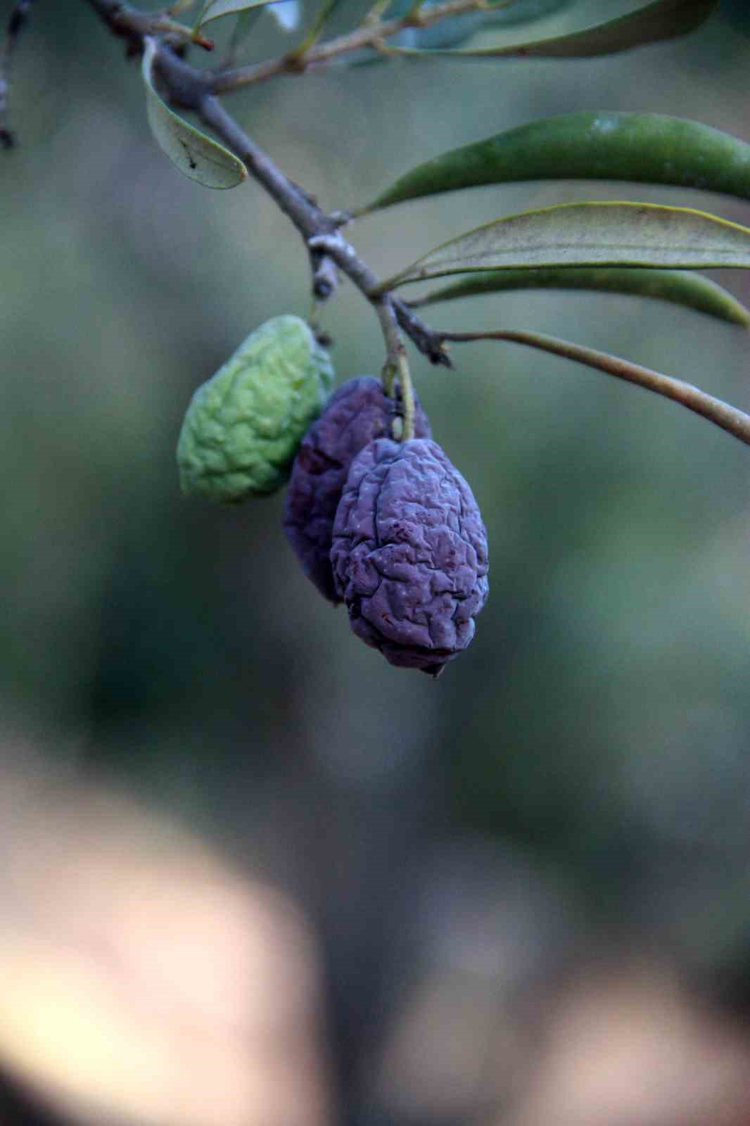 (Özel) Kuraklık zeytin ve zeytinyağı üretimini olumsuz etkiliyor