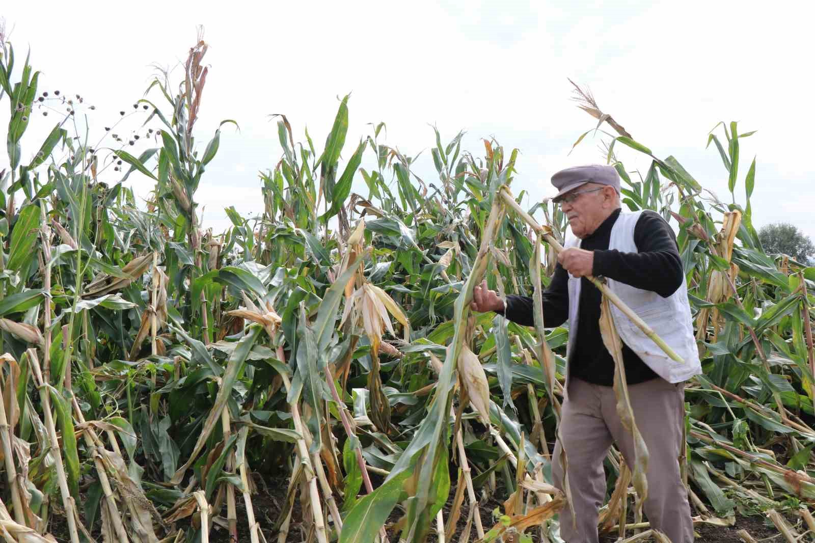 Aşırı yağışlar silajlık mısır tarlalarını vurdu