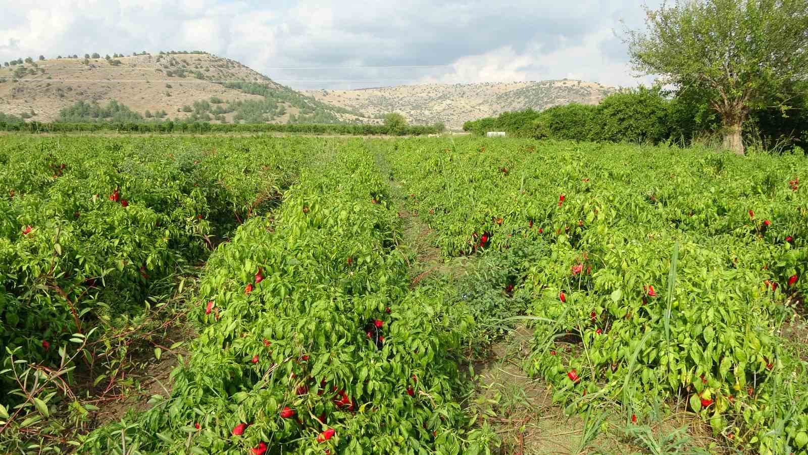 Salçalık biber 5 TL’ye kadar düştü