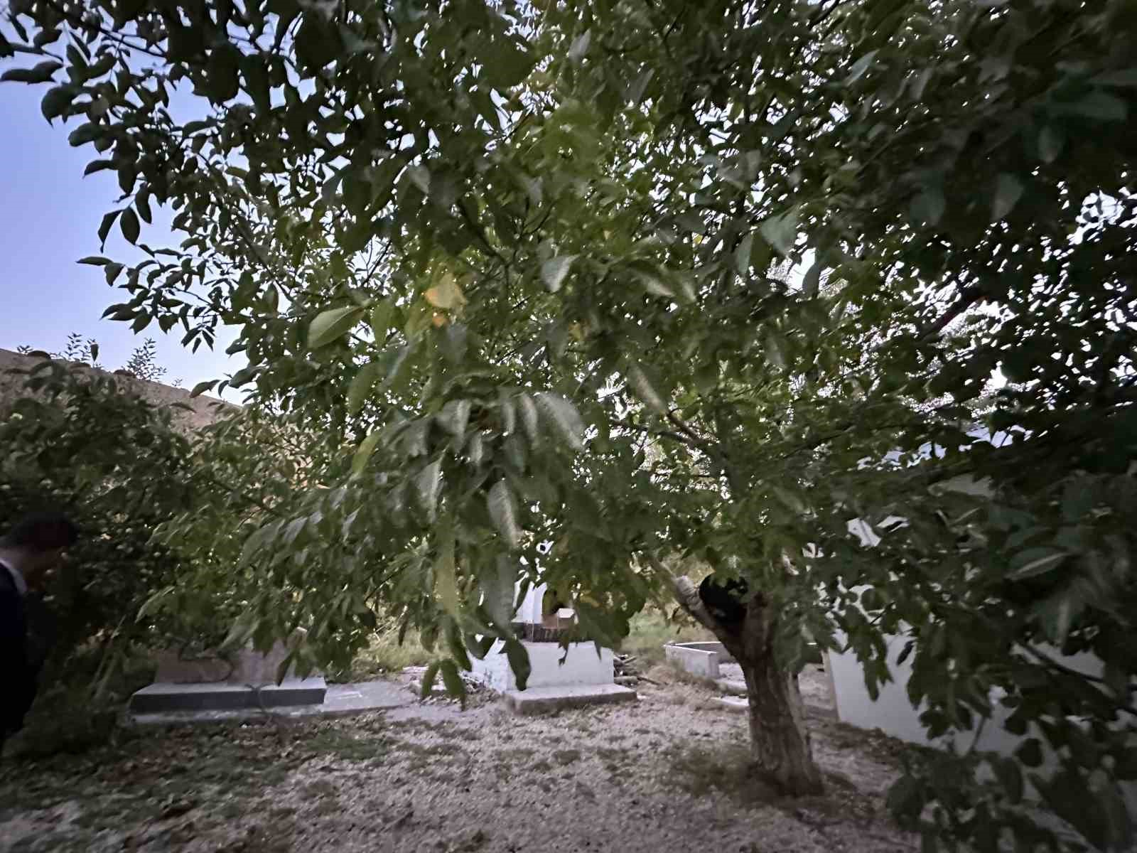 İran sınırında ceviz hasadı
