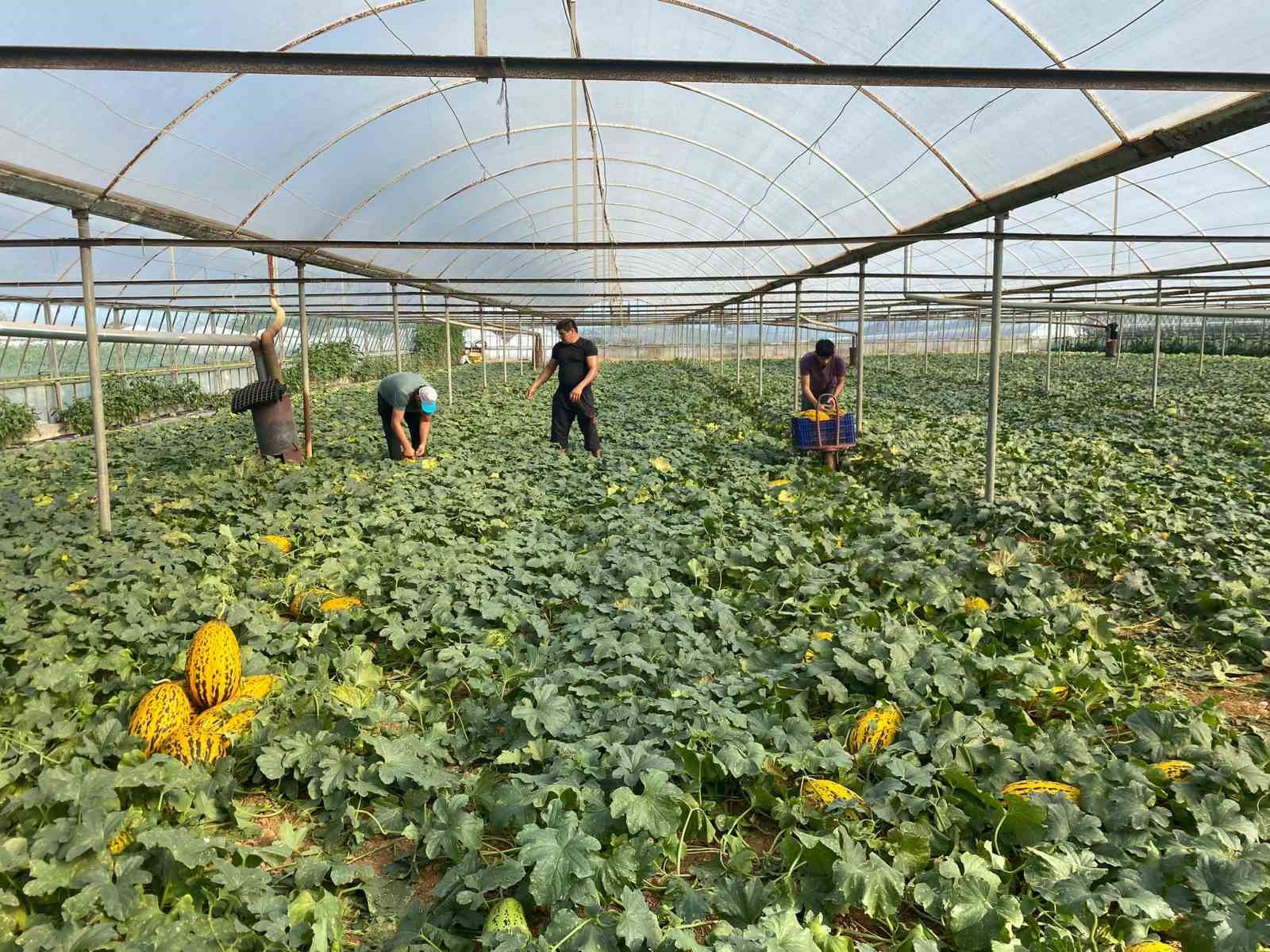 Antalya’da örtüaltı kavun hasadı üreticinin yüzünü güldürüyor