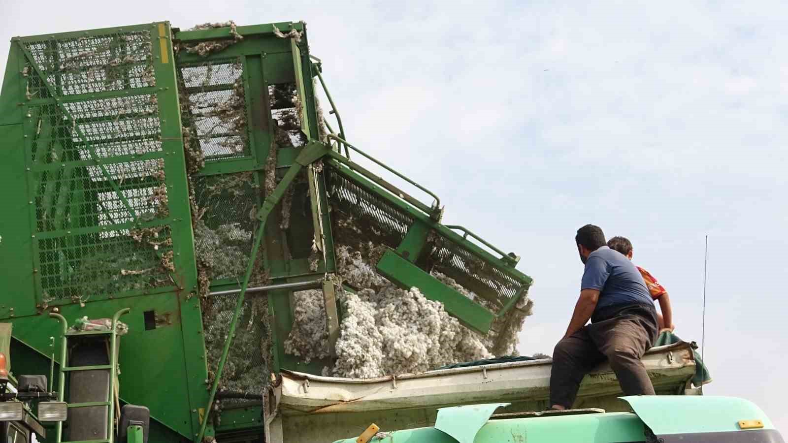 Mardin’de 50 bin dönümde ekilen ’beyaz altın’ın hasadına başlandı