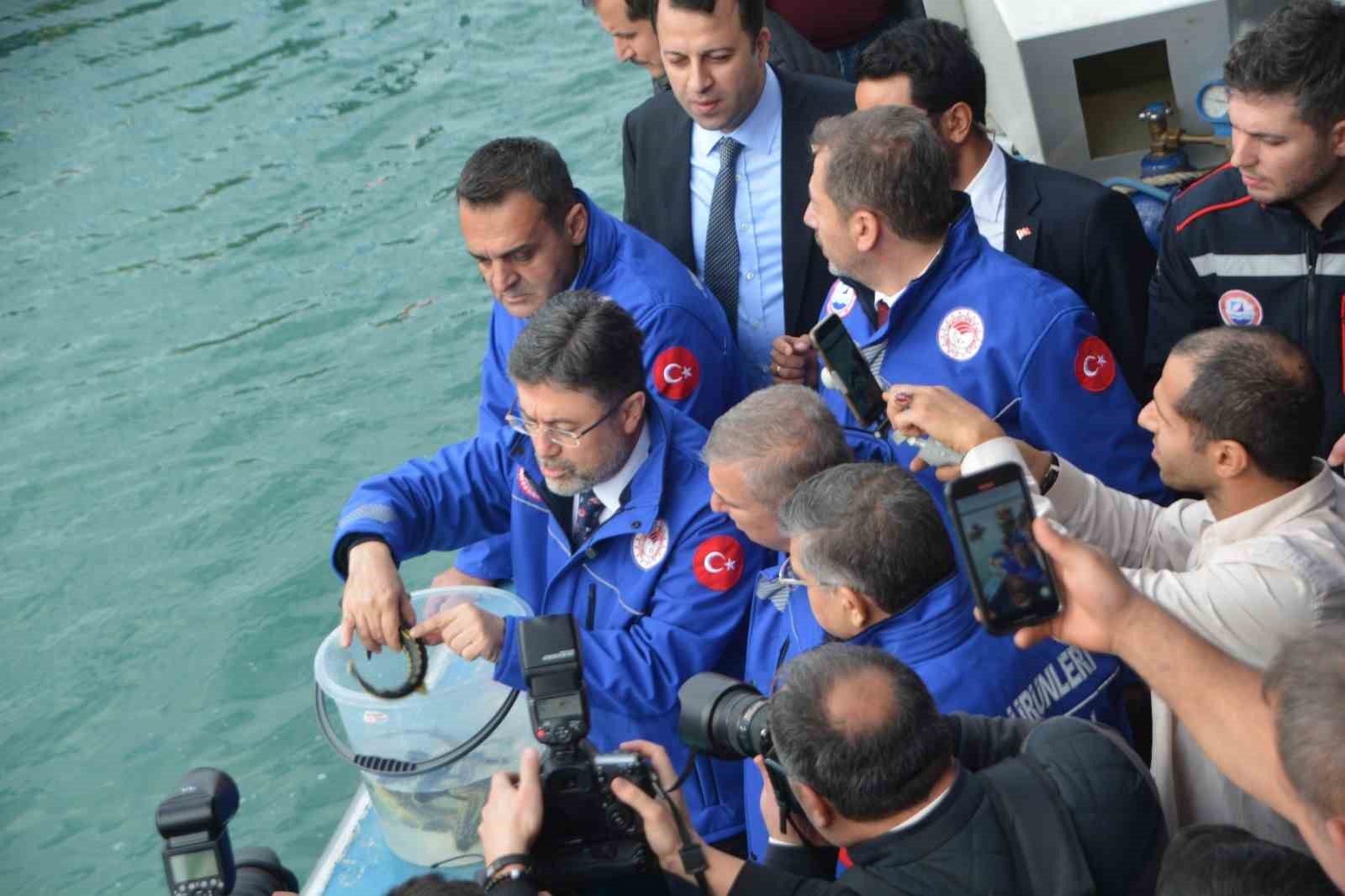 Sinop’ta 11 bin Mersin balığı denize salındı