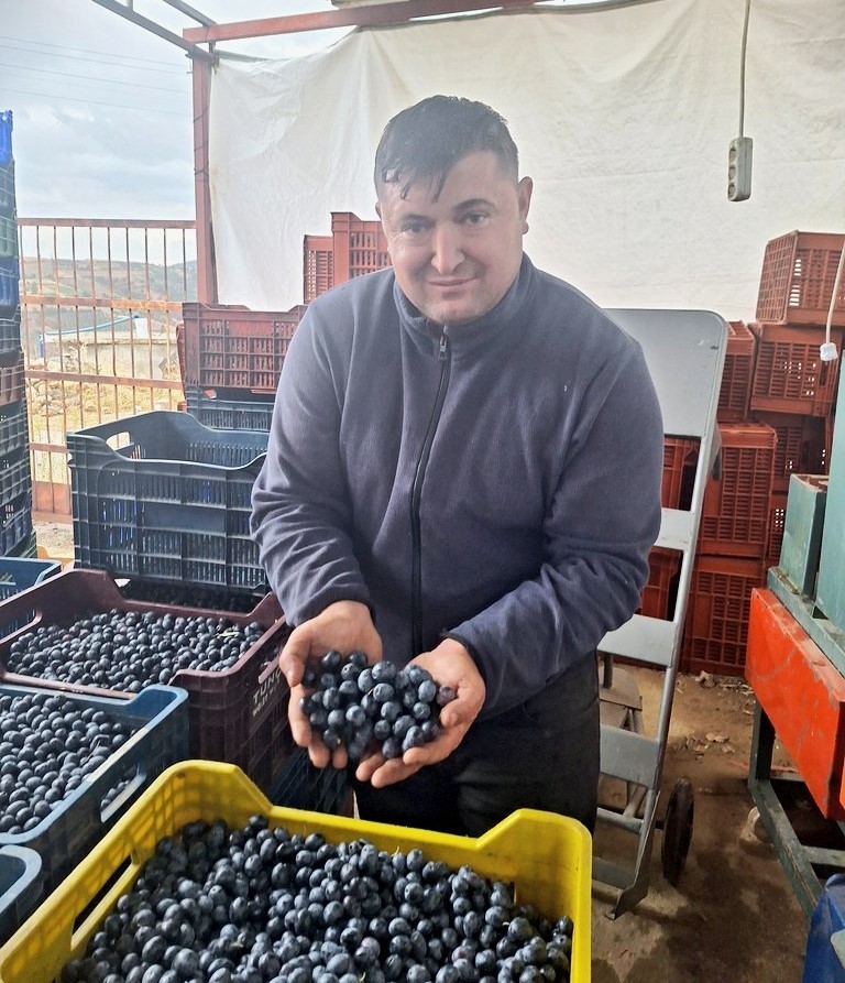 Sarıgöl’de zeytin hasadına başlandı