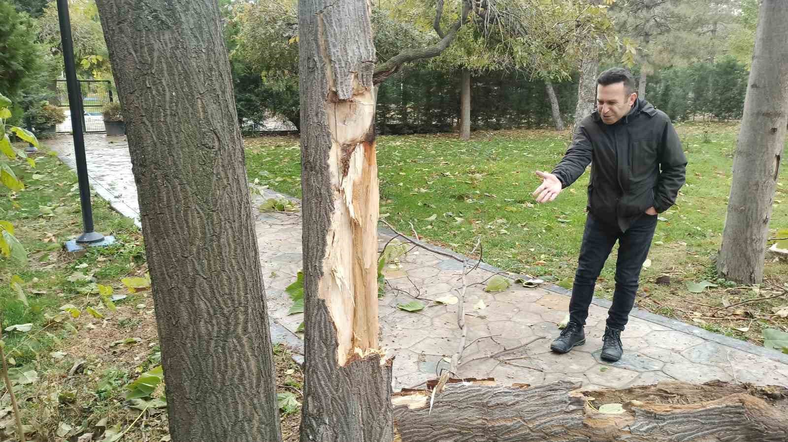 Sungurlu’da şiddetli rüzgar ağaçları devirdi