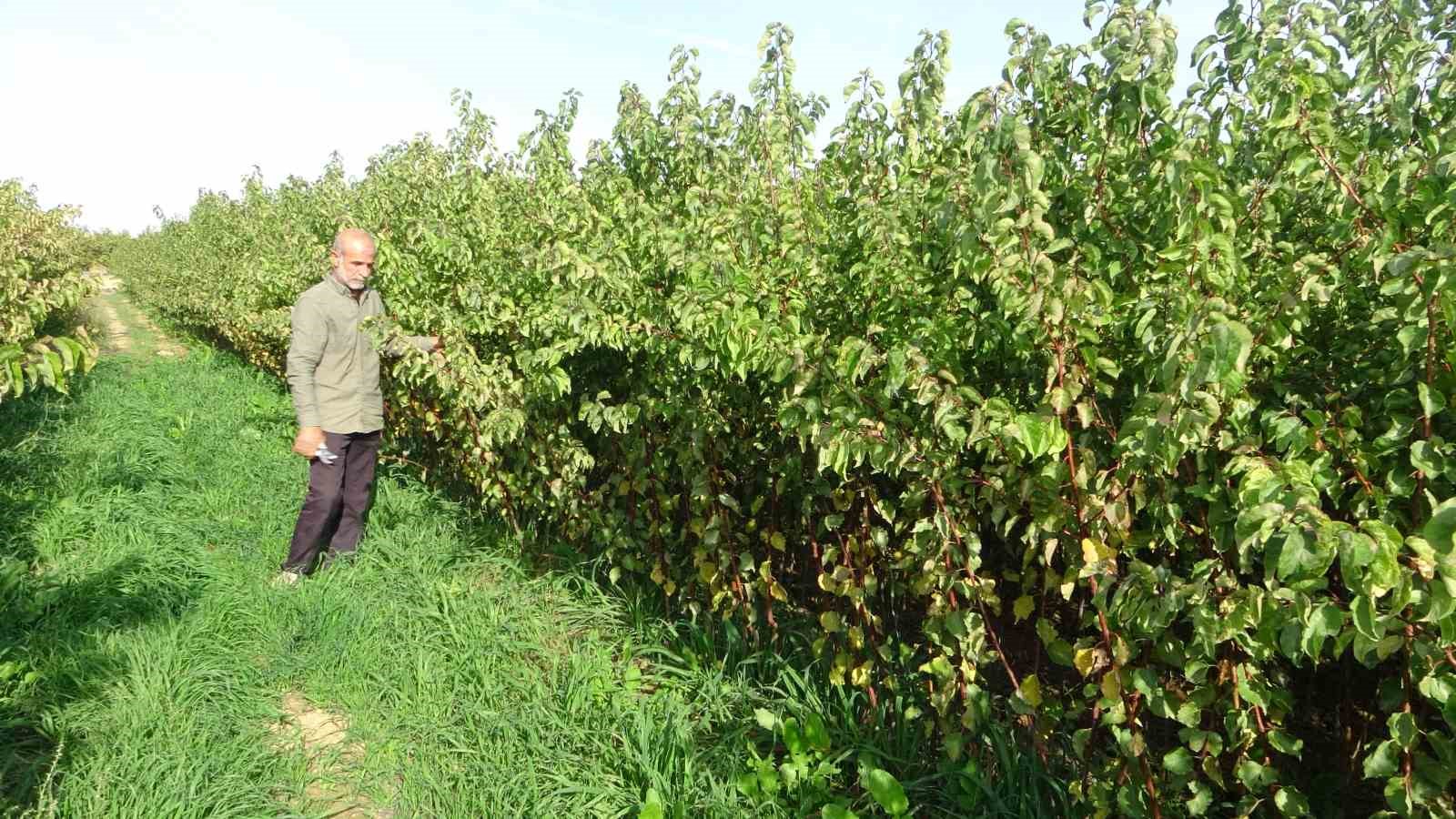 Deprem bölgesi Malatya’da meyve fidanı üretimi devem ediyor