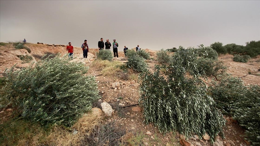 Batı Şeria'da Yahudi yerleşimciler Filistinli çiftçilerin zeytin hasadına engel oluyor