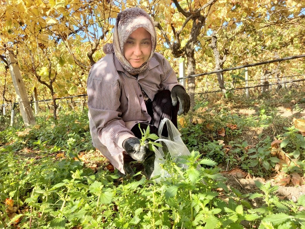 Bağlar sarardı ısırgan otları yeşillendi