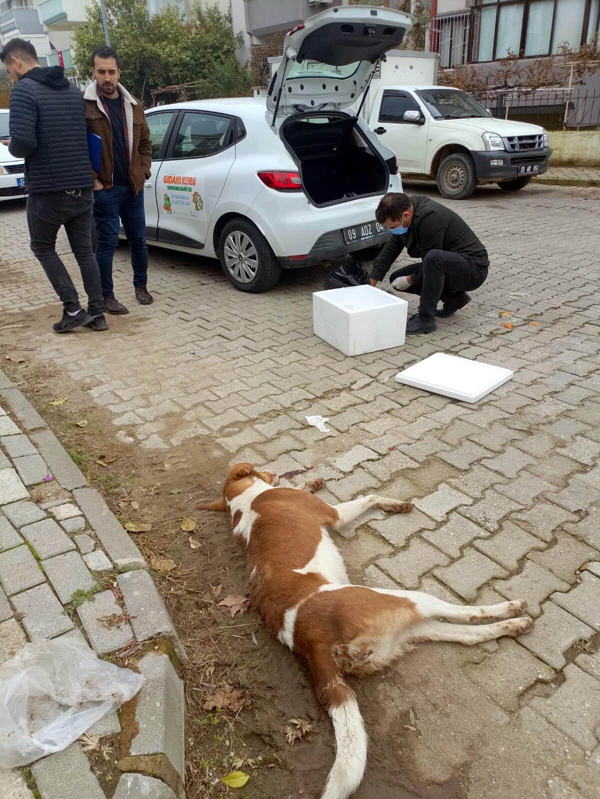 Zehirlenme şüphesi: Aydın'da 30 köpek ile 3 tilki ölü bulundu