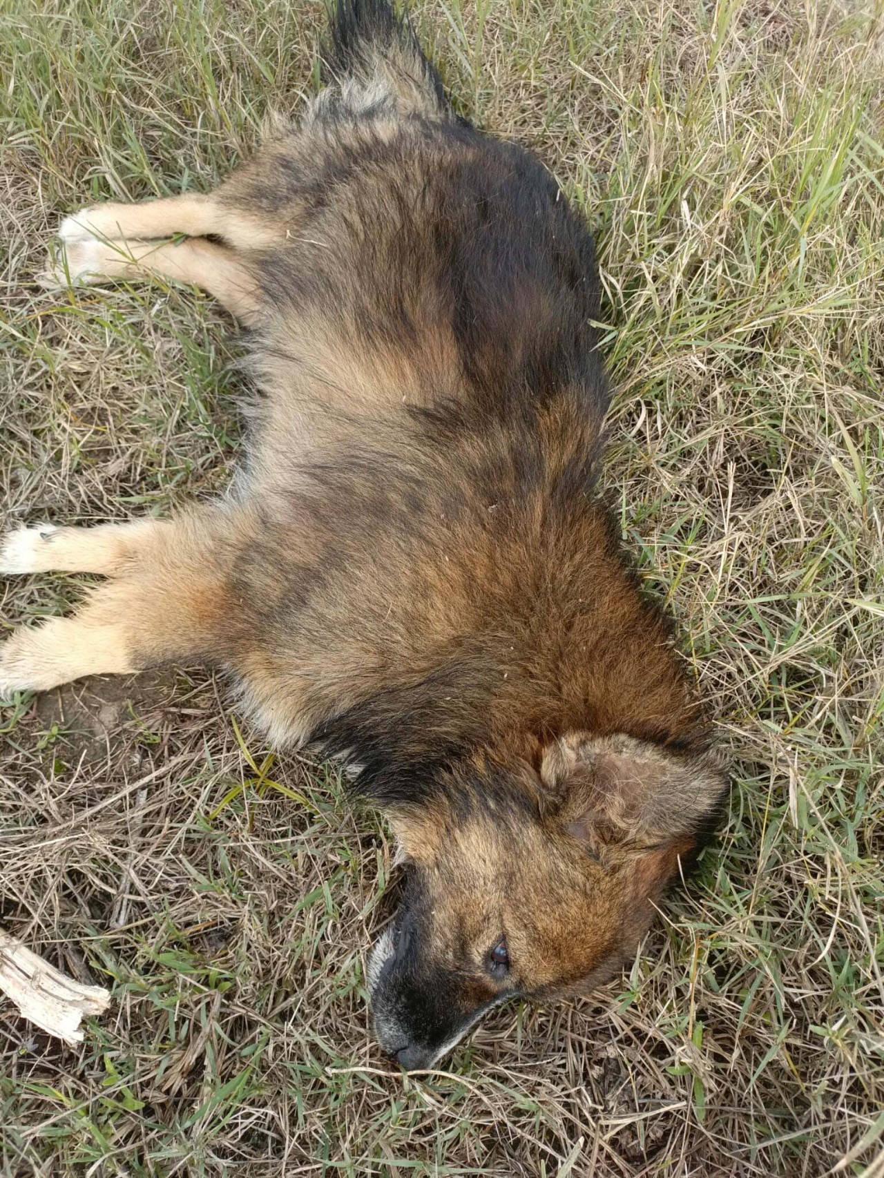 Zehirlenme şüphesi: Aydın'da 30 köpek ile 3 tilki ölü bulundu