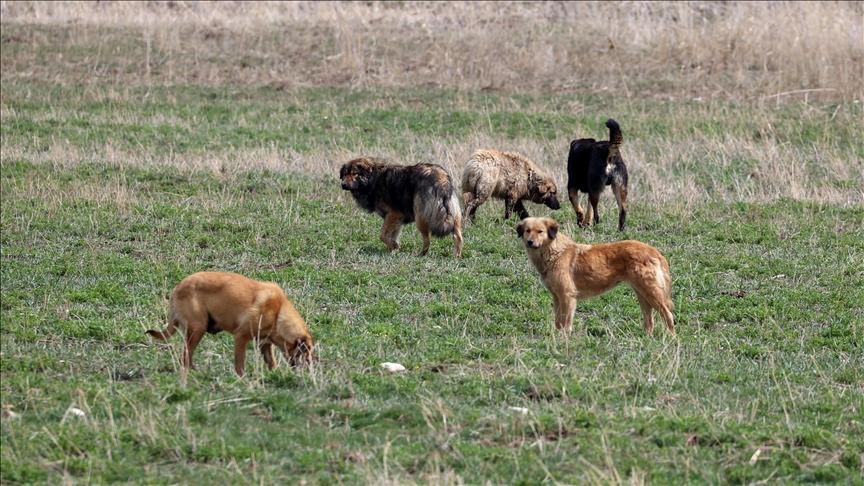 Erdoğan talimat vermişti! Bakan Tunç'tan başıboş sokak köpeği açıklaması