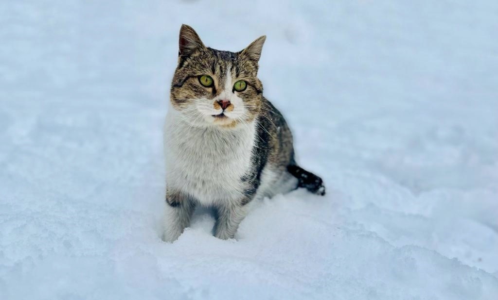 Ağrı’da soğuk hava sokak hayvanlarına zor anlar yaşatıyor