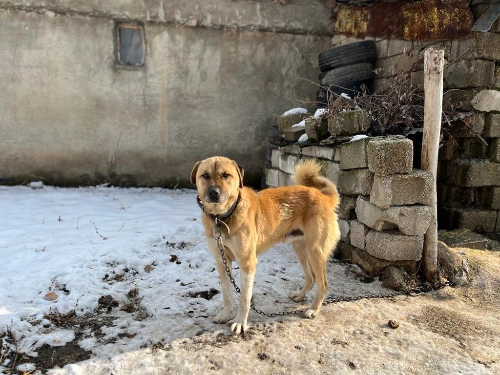 Ağrı’da soğuk hava sokak hayvanlarına zor anlar yaşatıyor