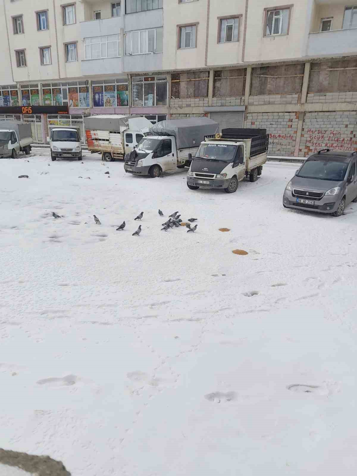 Ağrı’da soğuk hava sokak hayvanlarına zor anlar yaşatıyor