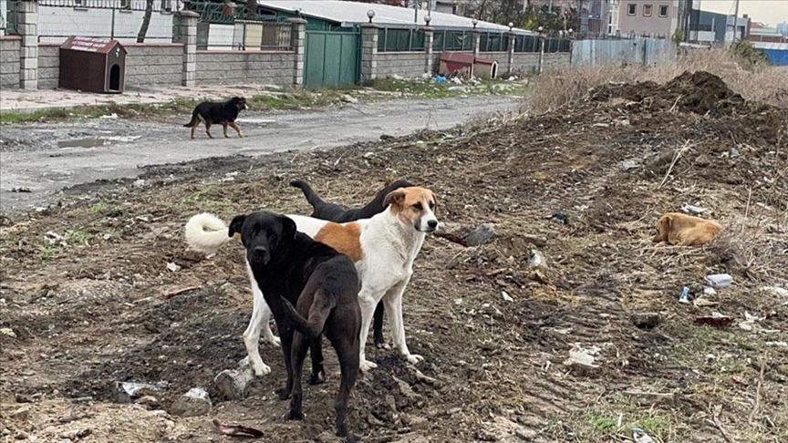 Destici'den başıboş köpek sorununa çözüm önerisi