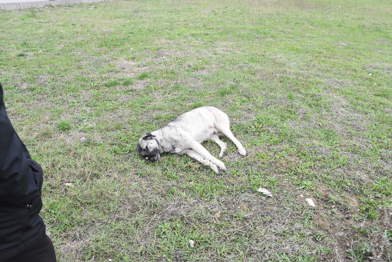 Sinop’ta aracın çarptığı köpek telef oldu