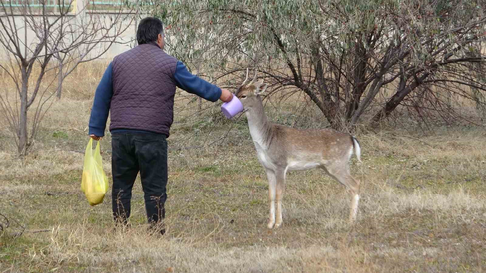 Van’da koruma altına alınan alageyikler, üretim merkezlerine gönderildi