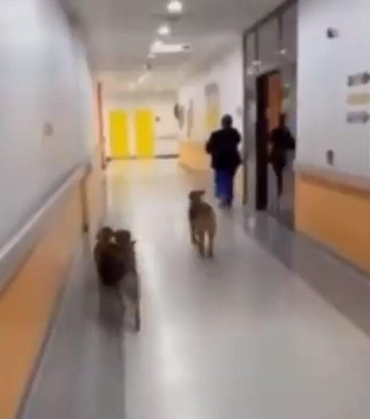 Önce Kocaeli şimdi Göztepe Devlet Hastanesi! Köpek fotoğrafları tepki çekti