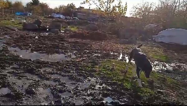 Diyarbakır'da sahipsiz köpeğin saldırdığı çocuk yaralandı