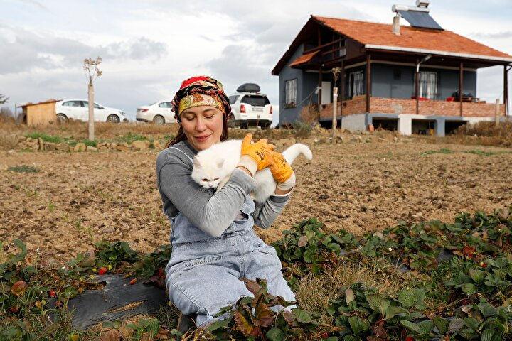 43 yaşındaki Birsen, Samsun'da çilek ve aronya yetiştirmeye başladı