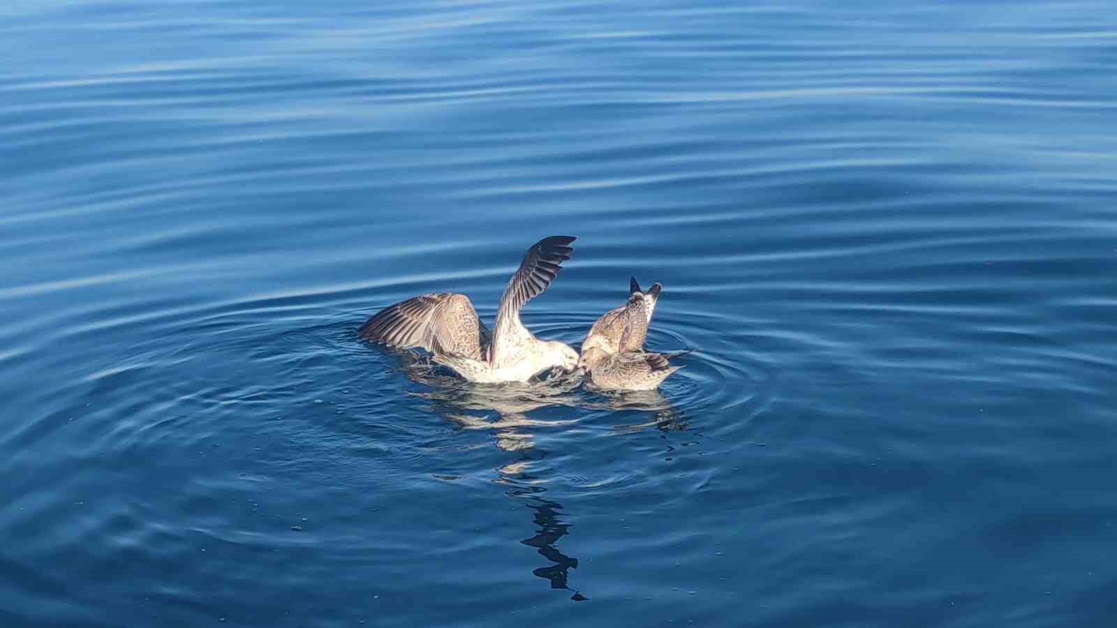 Martıların Van Gölü’ndeki hayat mücadelesi