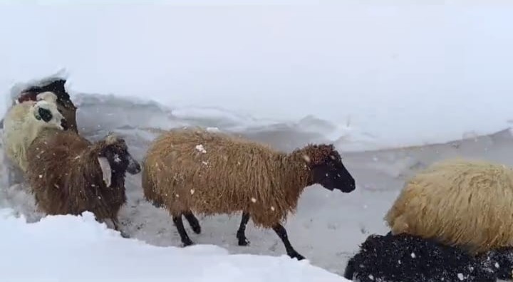 Bahçesaray’da hayvanların tünelli geçişi