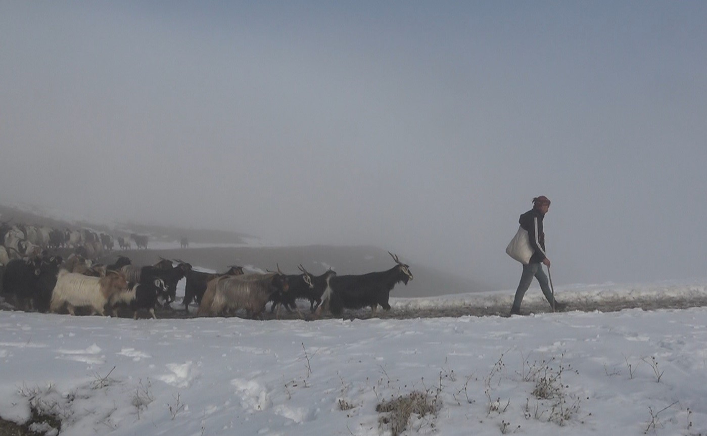 Muş’ta keçi sürüsünün kar üzerinde 4 saatlik zorlu yolculuğu güzel görüntülere sahne oldu