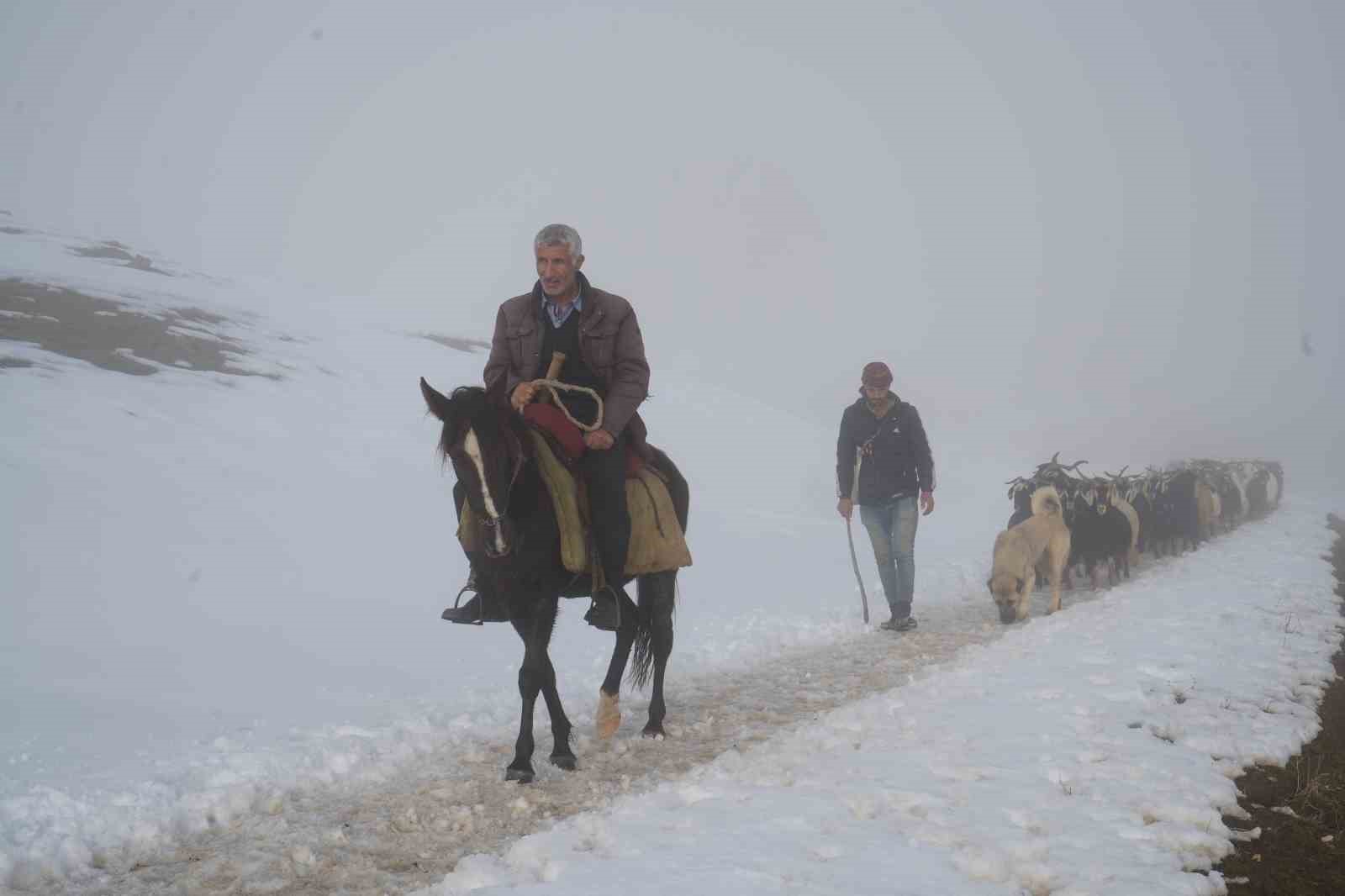Muş’ta keçi sürüsünün kar üzerinde 4 saatlik zorlu yolculuğu güzel görüntülere sahne oldu