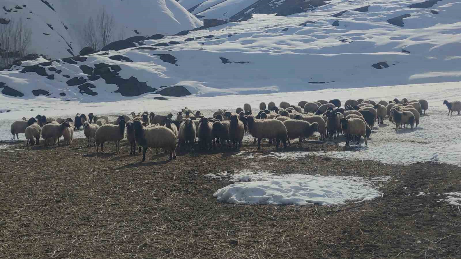 Damlardaki karlar temizleniyor