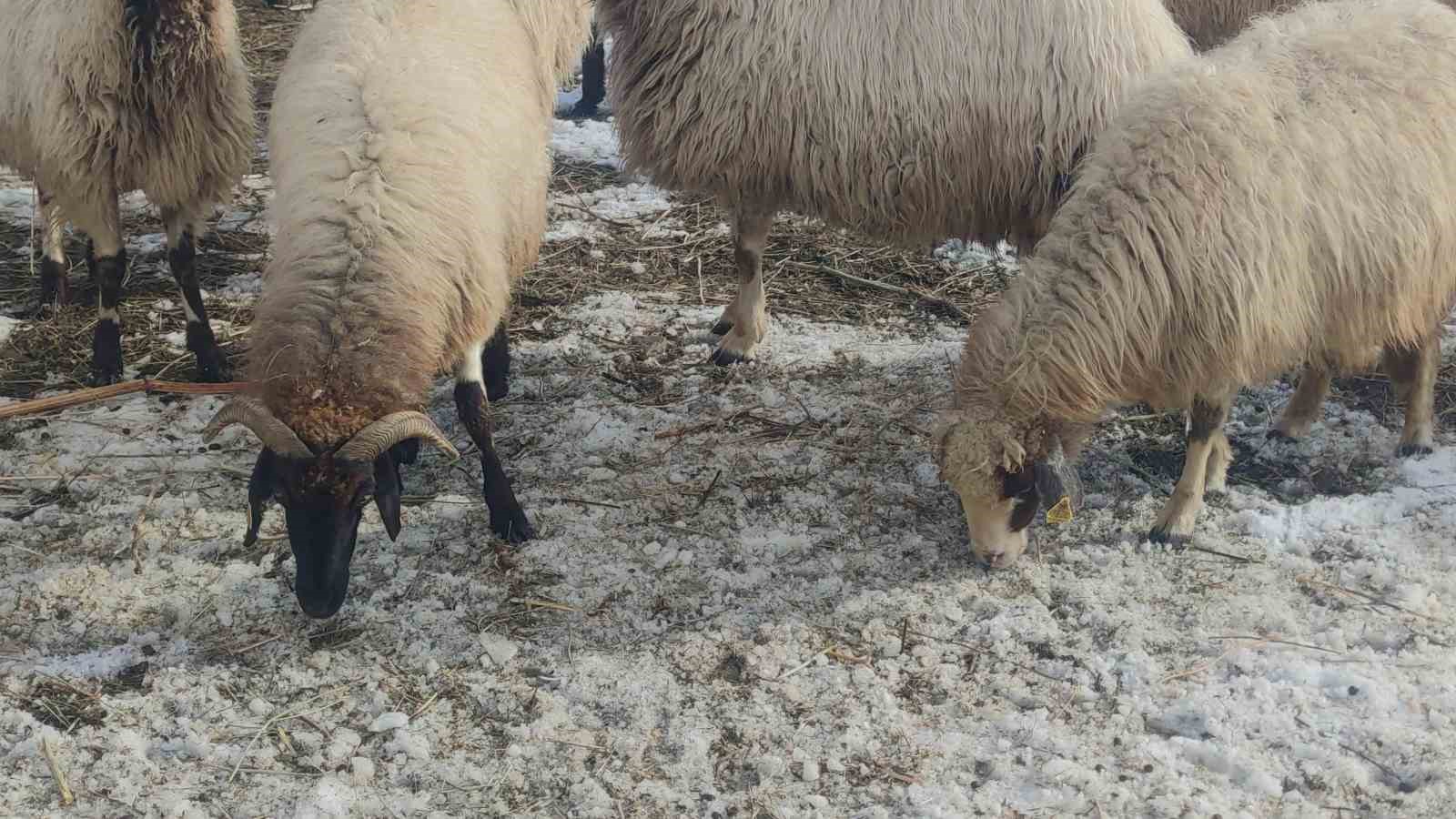 Damlardaki karlar temizleniyor