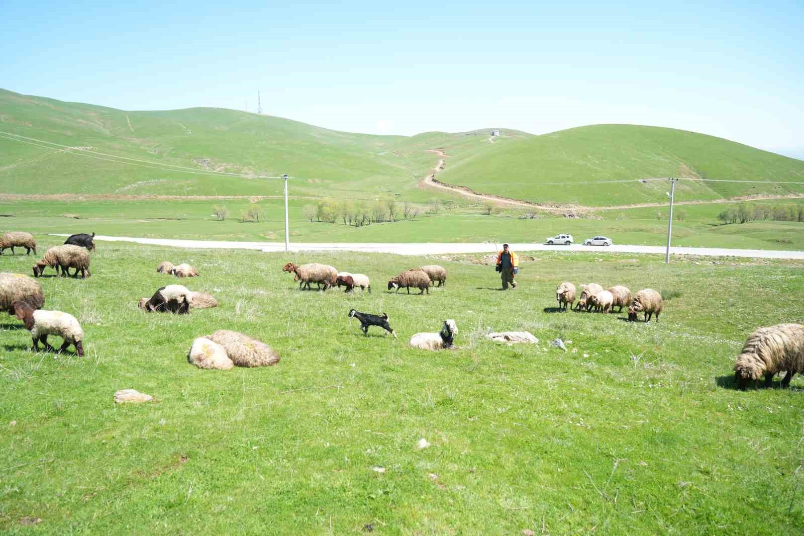 Muş’ta 40 bin TL’ye çoban bulunamıyor