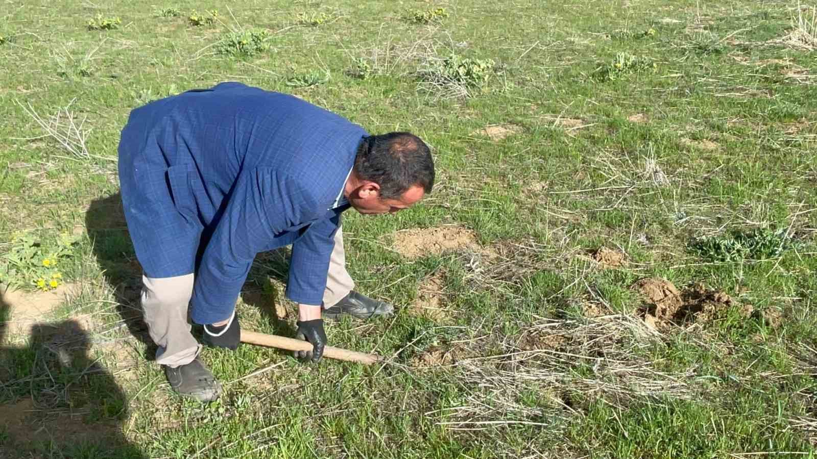 Tatvan’da şifa deposu ‘kenger otu’ mesaisi başladı