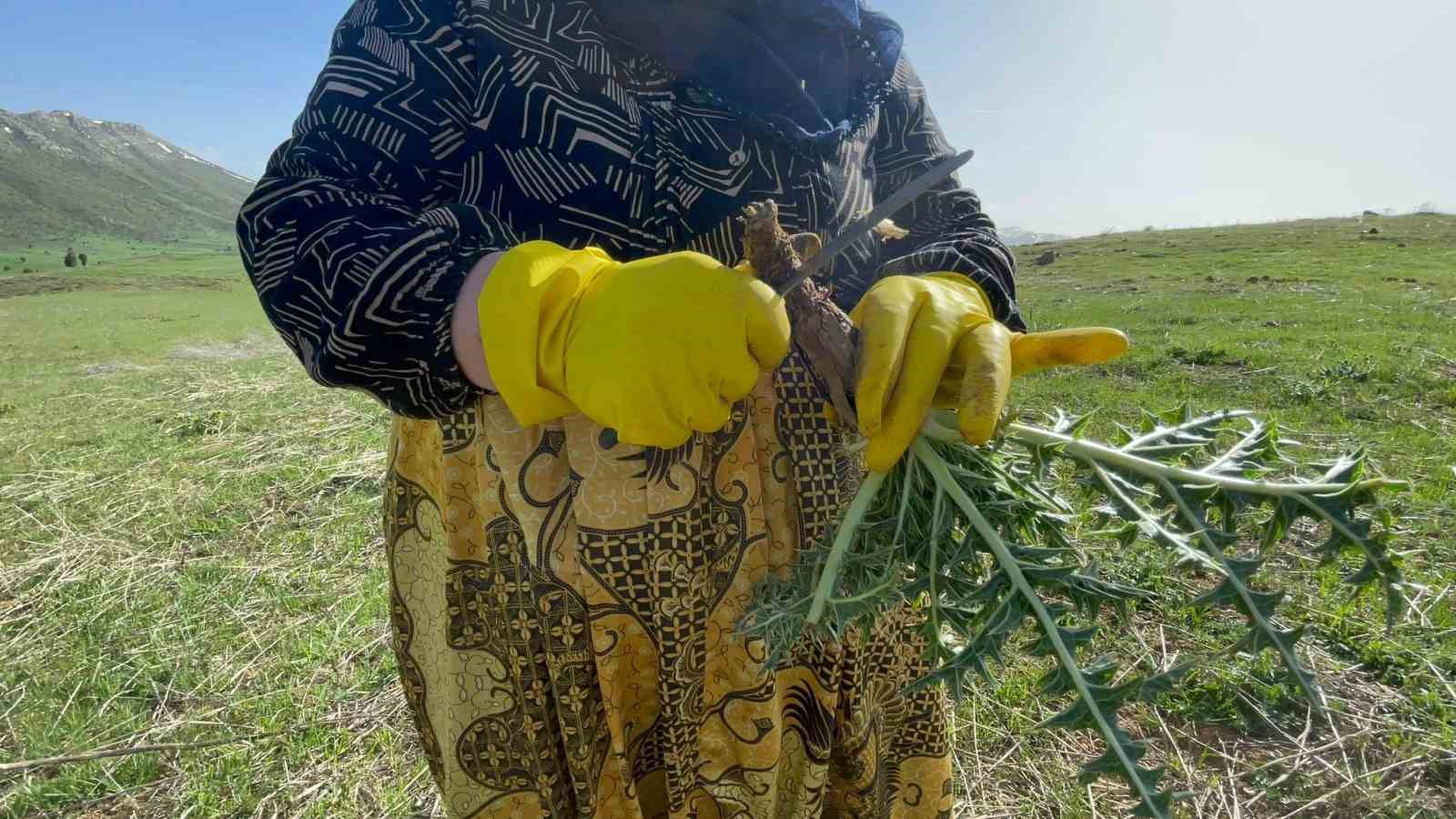 Tatvan’da şifa deposu ‘kenger otu’ mesaisi başladı